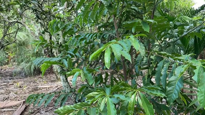 Chácara à venda de 2.900 m² em Maquiné, RS, Brasil