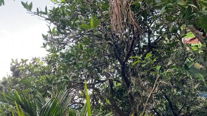 Chácara à venda de 2.900 m² em Maquiné, RS, Brasil