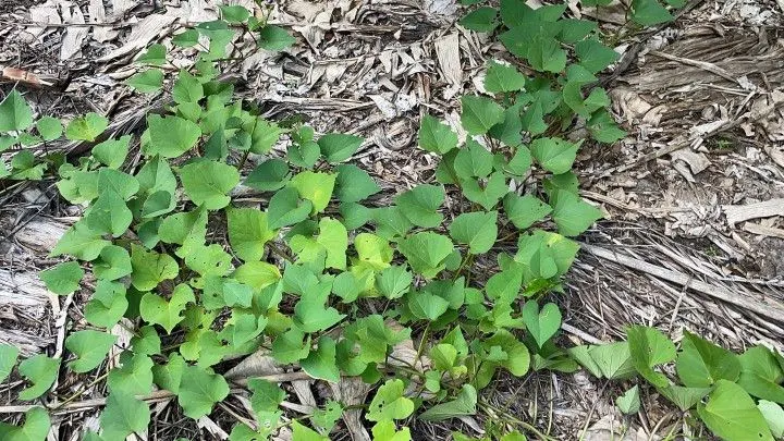 Chácara à venda de 2.900 m² em Maquiné, RS, Brasil