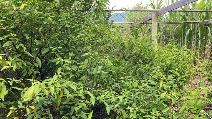 Chácara à venda de 2.900 m² em Maquiné, RS, Brasil