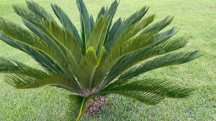 Chácara à venda de 2.900 m² em Maquiné, RS, Brasil