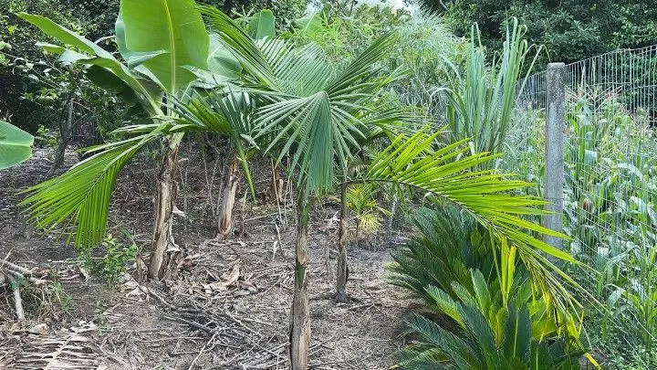 Chácara à venda de 2.900 m² em Maquiné, RS, Brasil