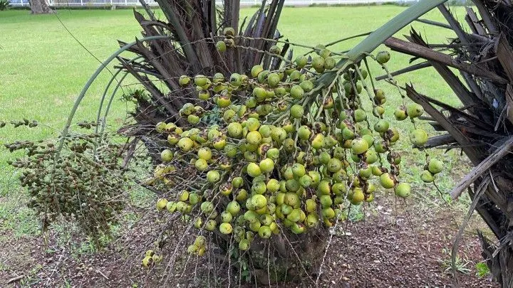 Chácara à venda de 2.900 m² em Maquiné, RS, Brasil