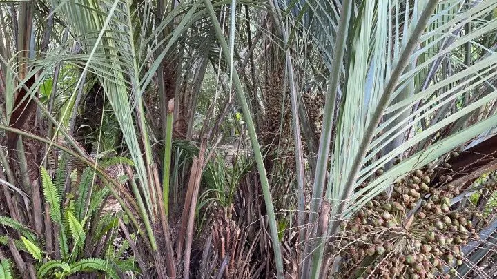 Chácara à venda de 2.900 m² em Maquiné, RS, Brasil