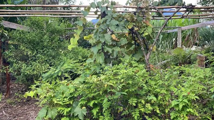 Chácara à venda de 2.900 m² em Maquiné, RS, Brasil