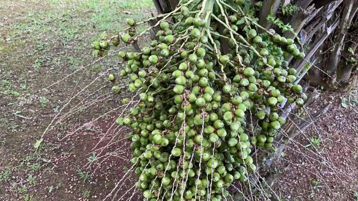 Chácara à venda de 2.900 m² em Maquiné, RS, Brasil