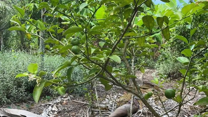 Chácara à venda de 2.900 m² em Maquiné, RS, Brasil