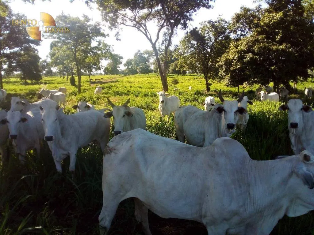 Fazenda à venda de 1.541 ha em Acorizal, MT, Brasil