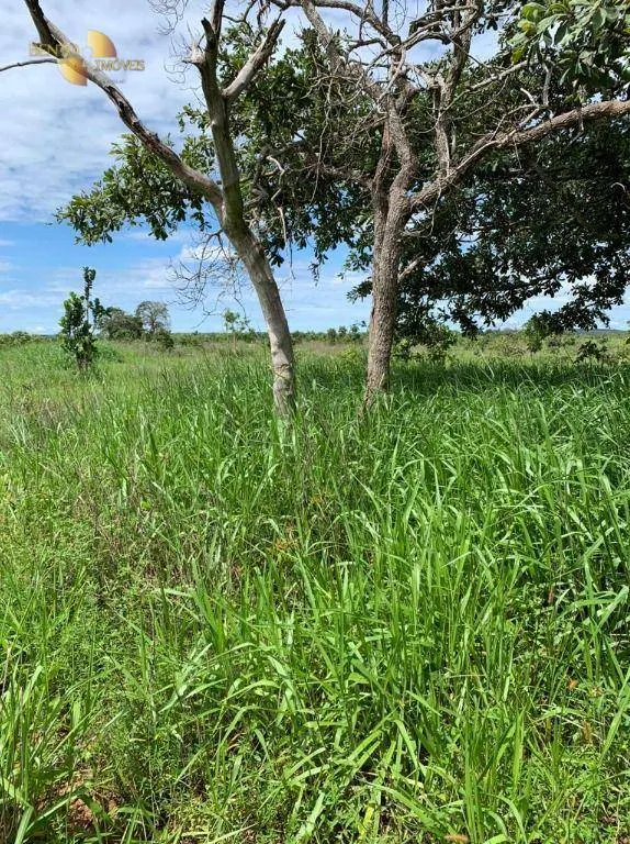 Fazenda à venda de 906 ha em Tesouro, MT, Brasil