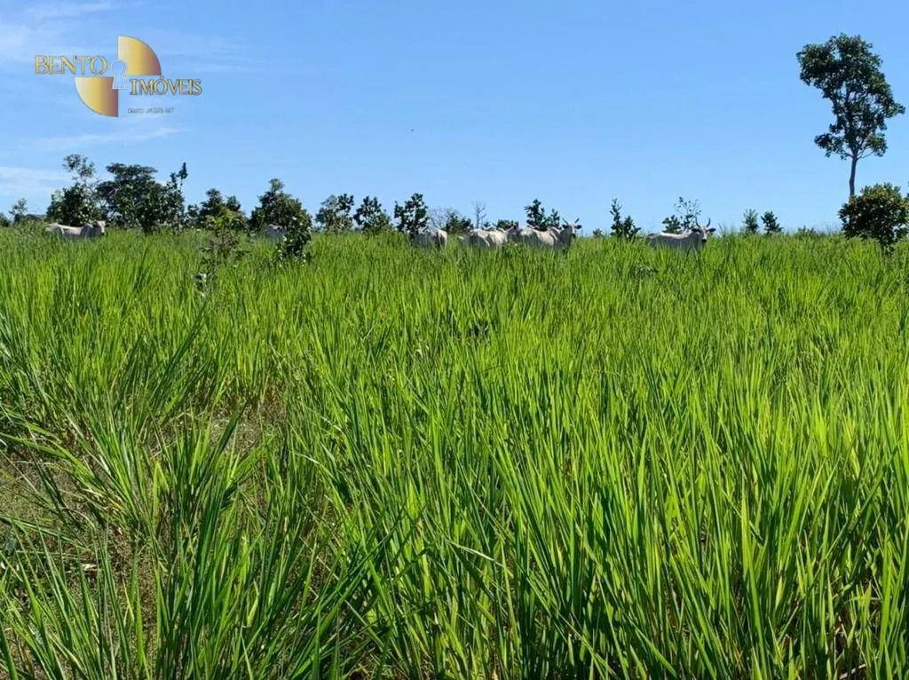 Fazenda à venda de 906 ha em Tesouro, MT, Brasil