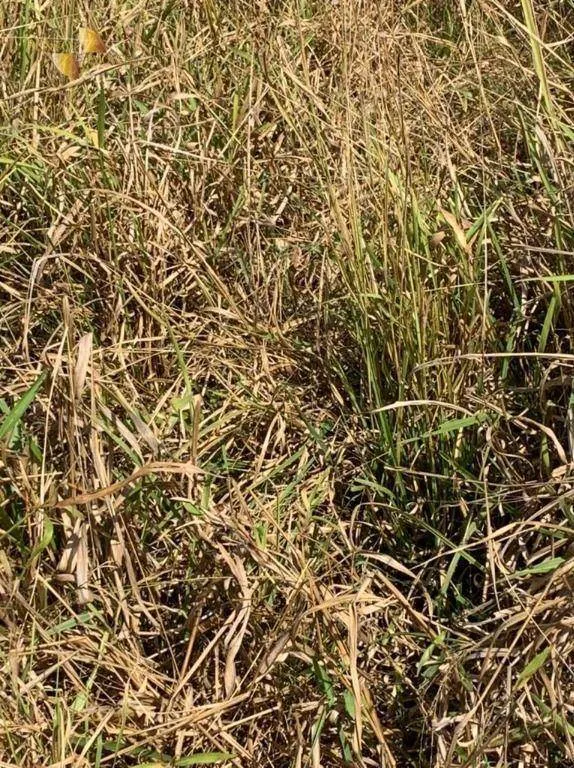 Fazenda à venda de 906 ha em Tesouro, MT, Brasil