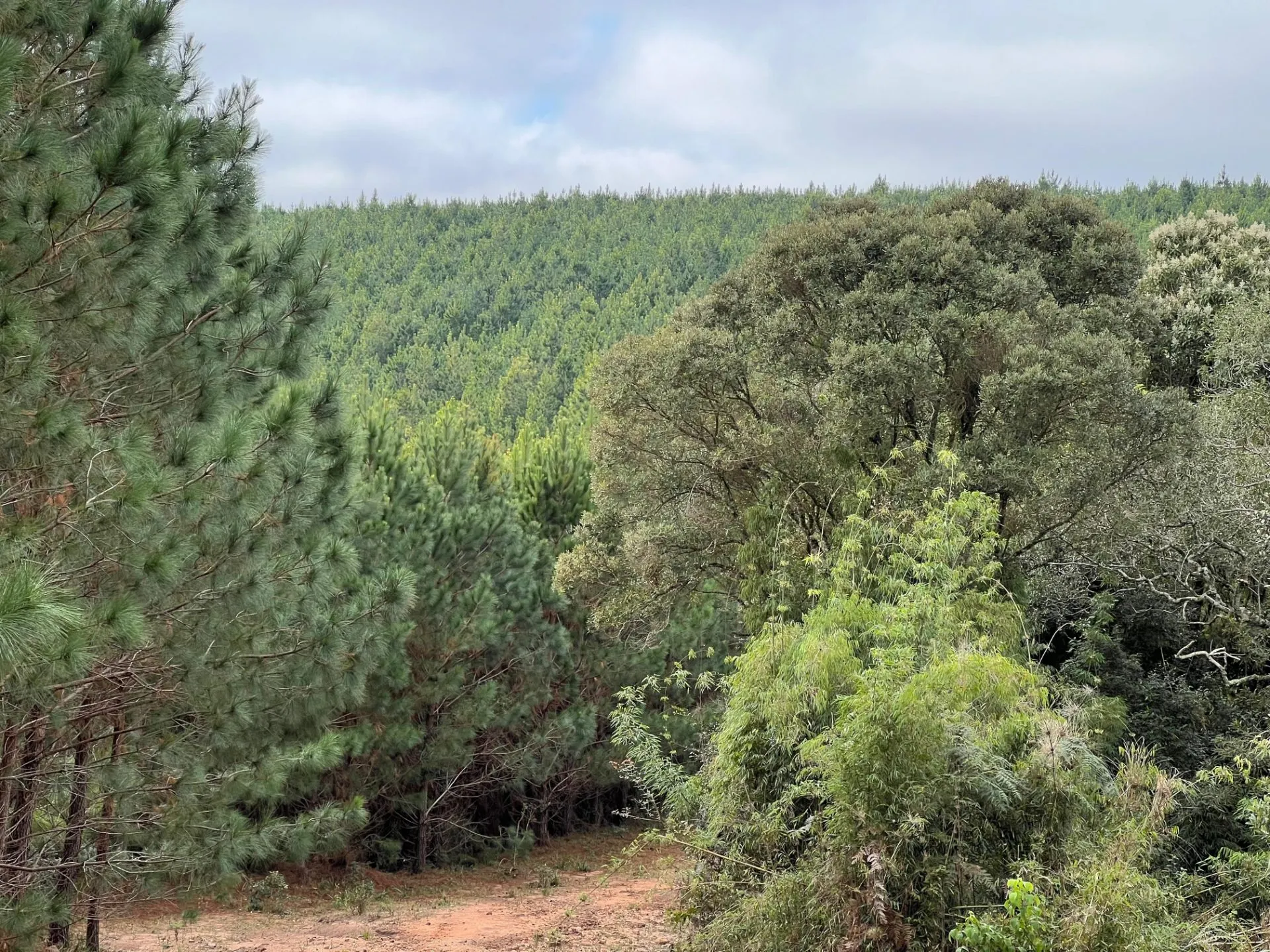 Fazenda à venda de 536 ha em Jaguariaíva, PR, Brasil
