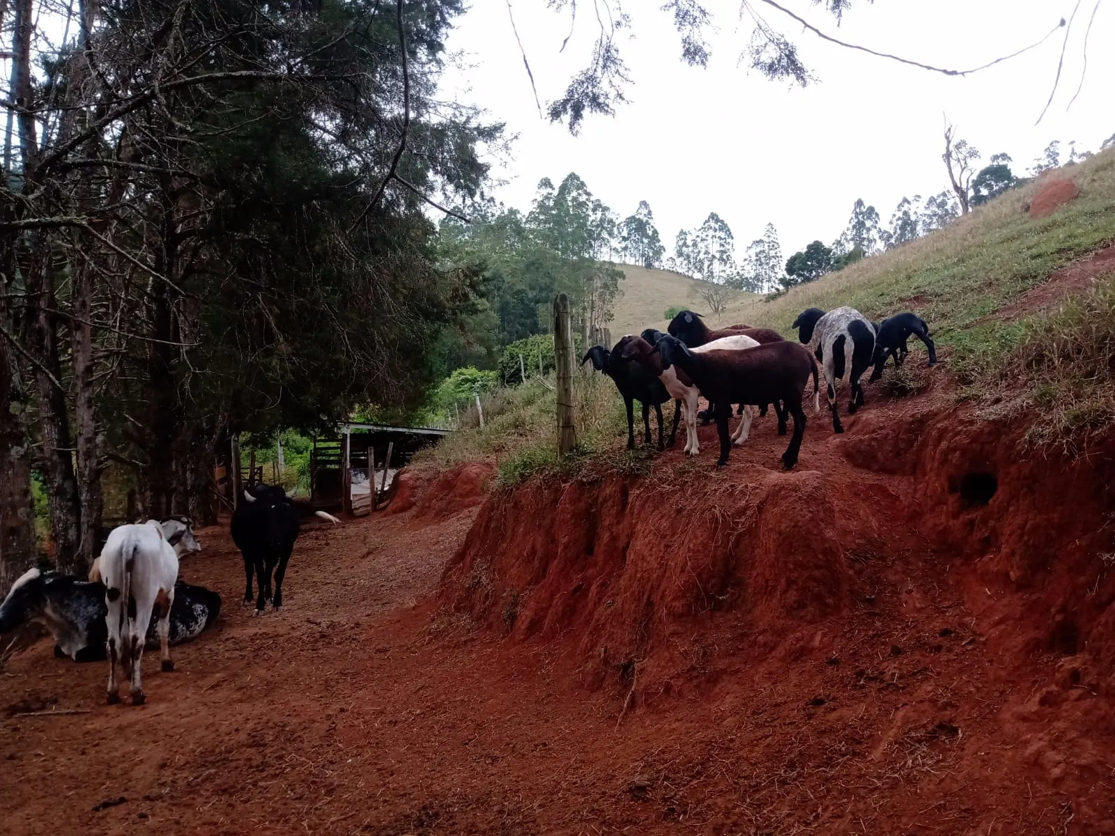 Sítio à venda de 29 ha em Paraibuna, SP, Brasil