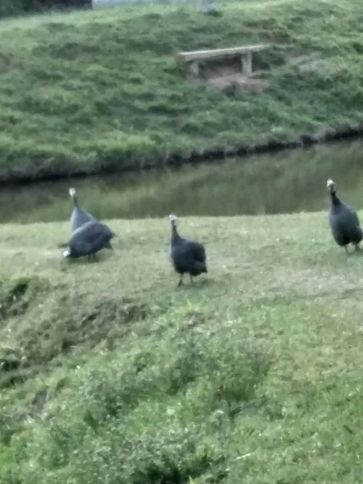 Sítio à venda de 29 ha em Paraibuna, SP, Brasil