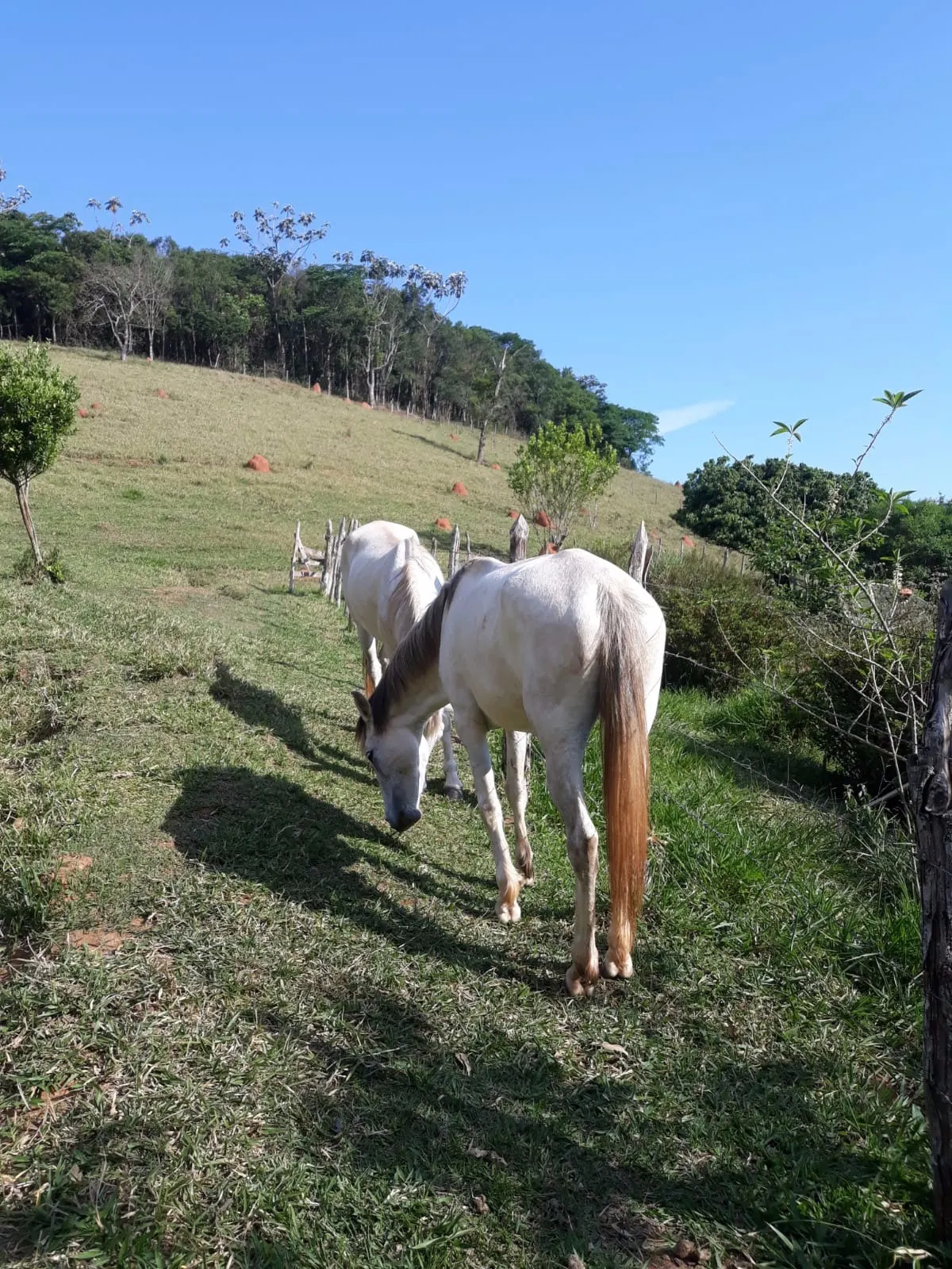 Sítio à venda de 29 ha em Paraibuna, SP, Brasil