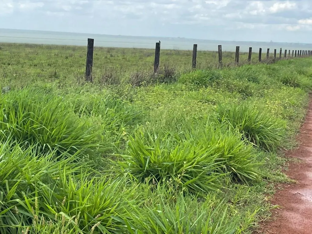 Farm for sale of 17,297 acres in Feliz Natal, MT, Brazil