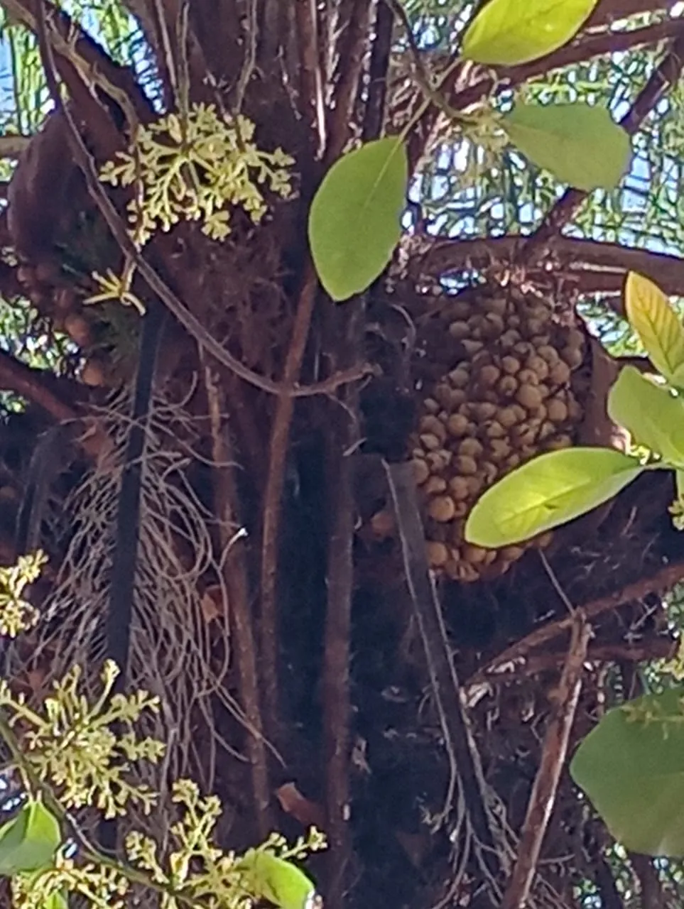 Sítio à venda e para Arrendar de 2.033 ha em Poços de Caldas, MG, Brasil
