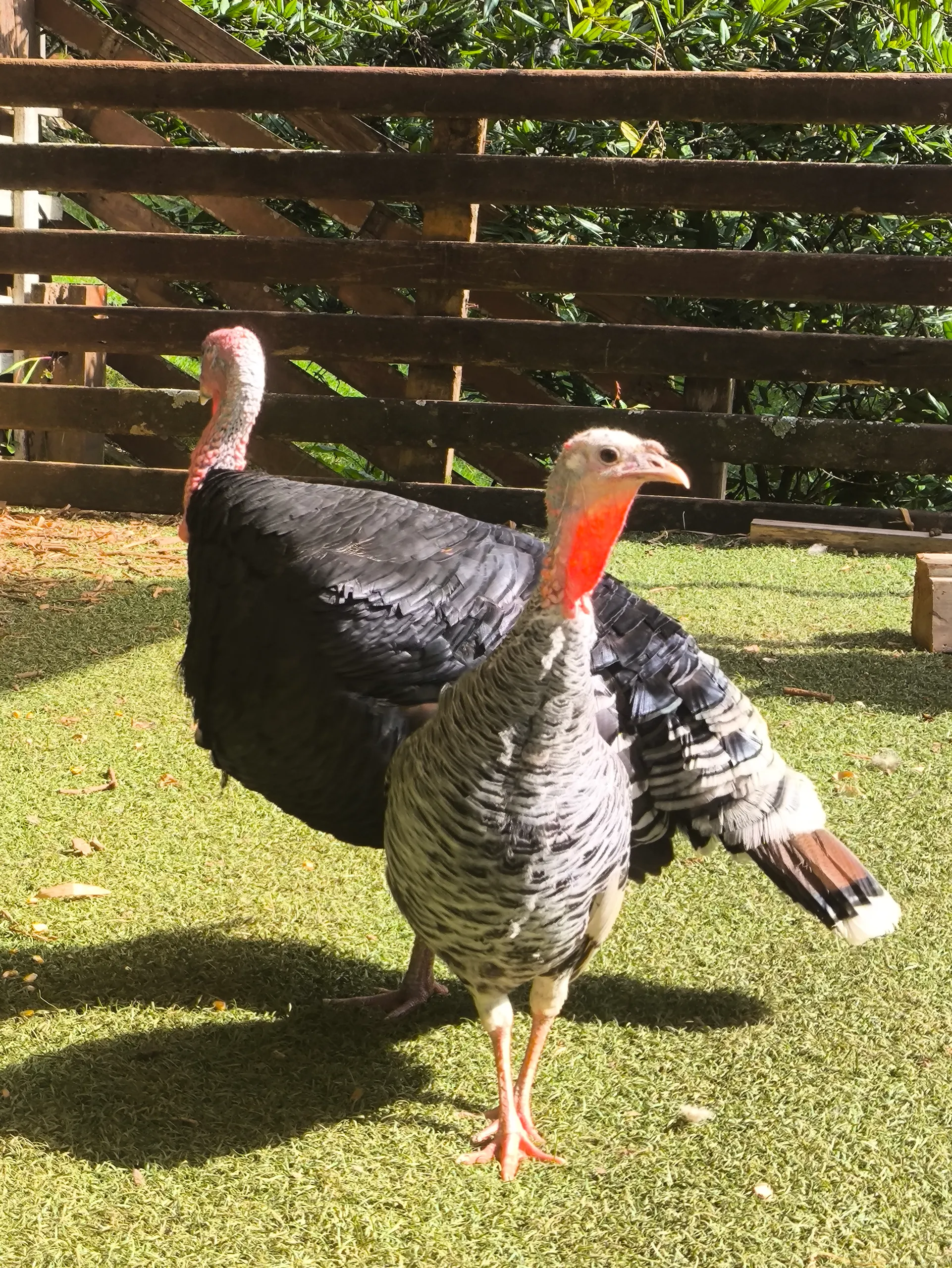 Sítio à venda e para Arrendar de 2.033 ha em Poços de Caldas, MG, Brasil