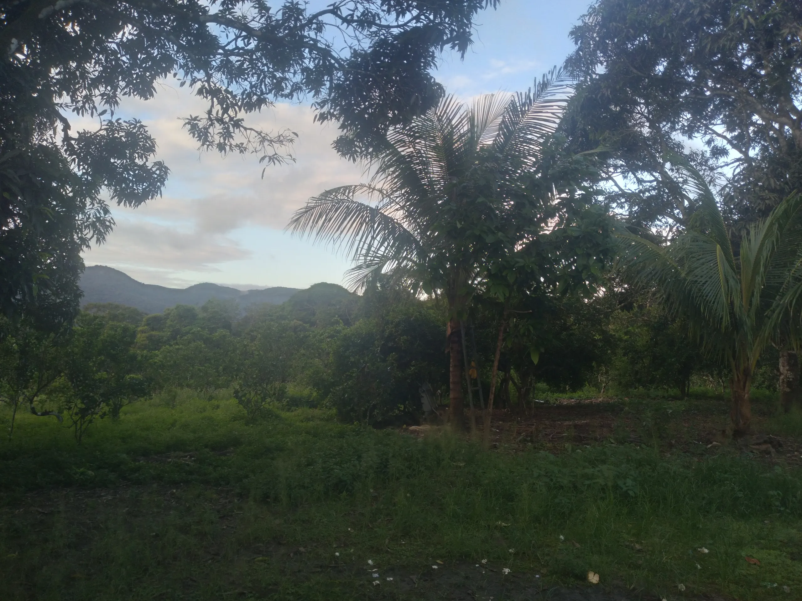 Small farm for sale of 15 acres in Branquinha, AL, Brazil
