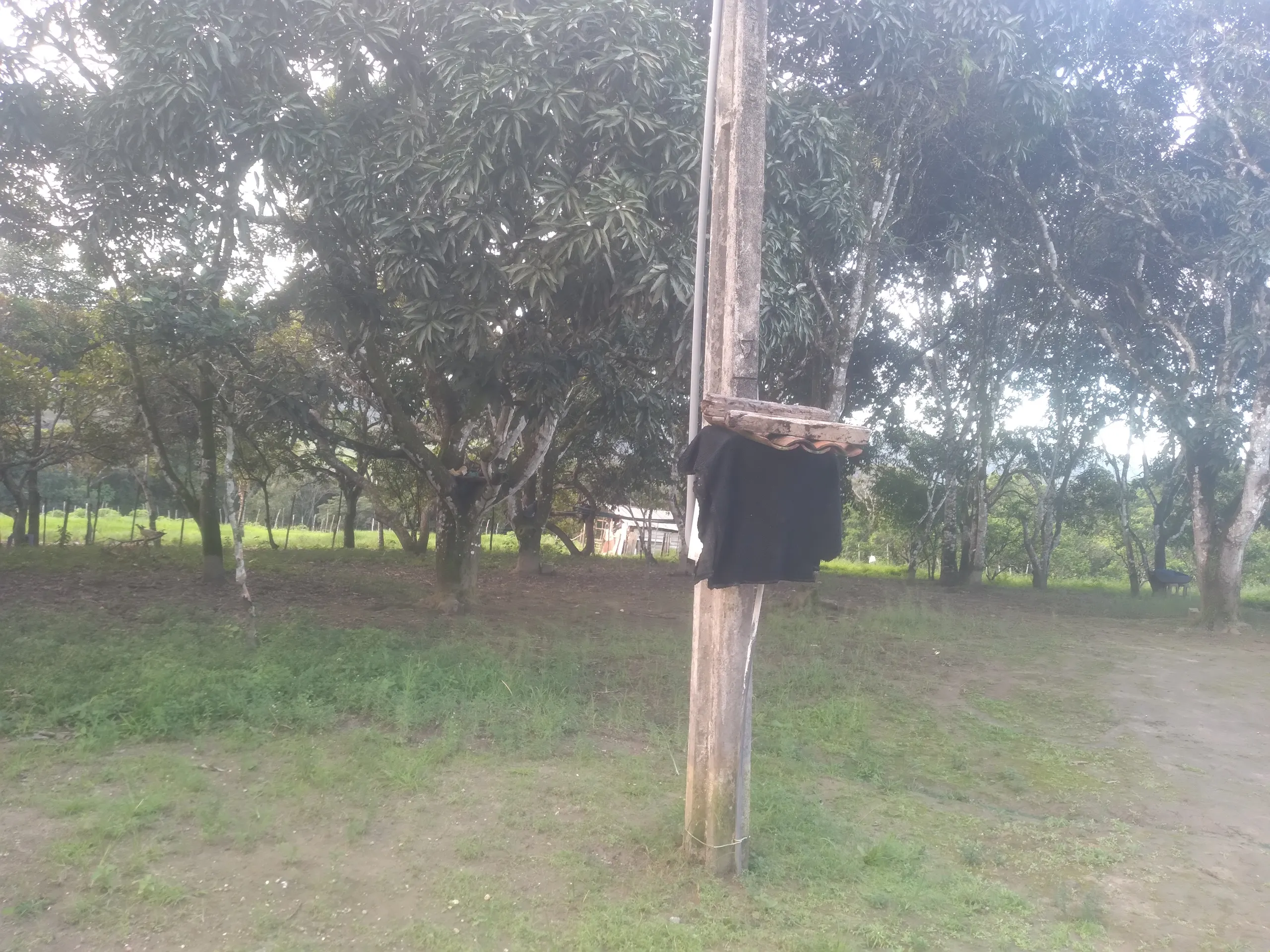 Small farm for sale of 15 acres in Branquinha, AL, Brazil