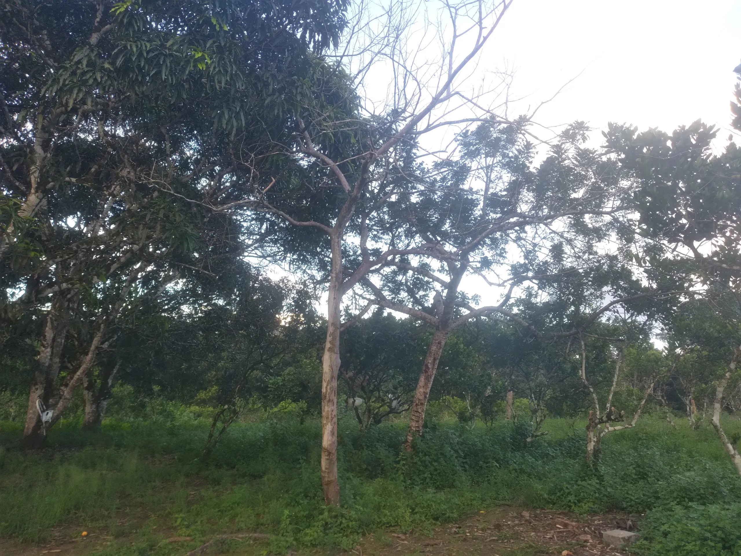 Small farm for sale of 15 acres in Branquinha, AL, Brazil