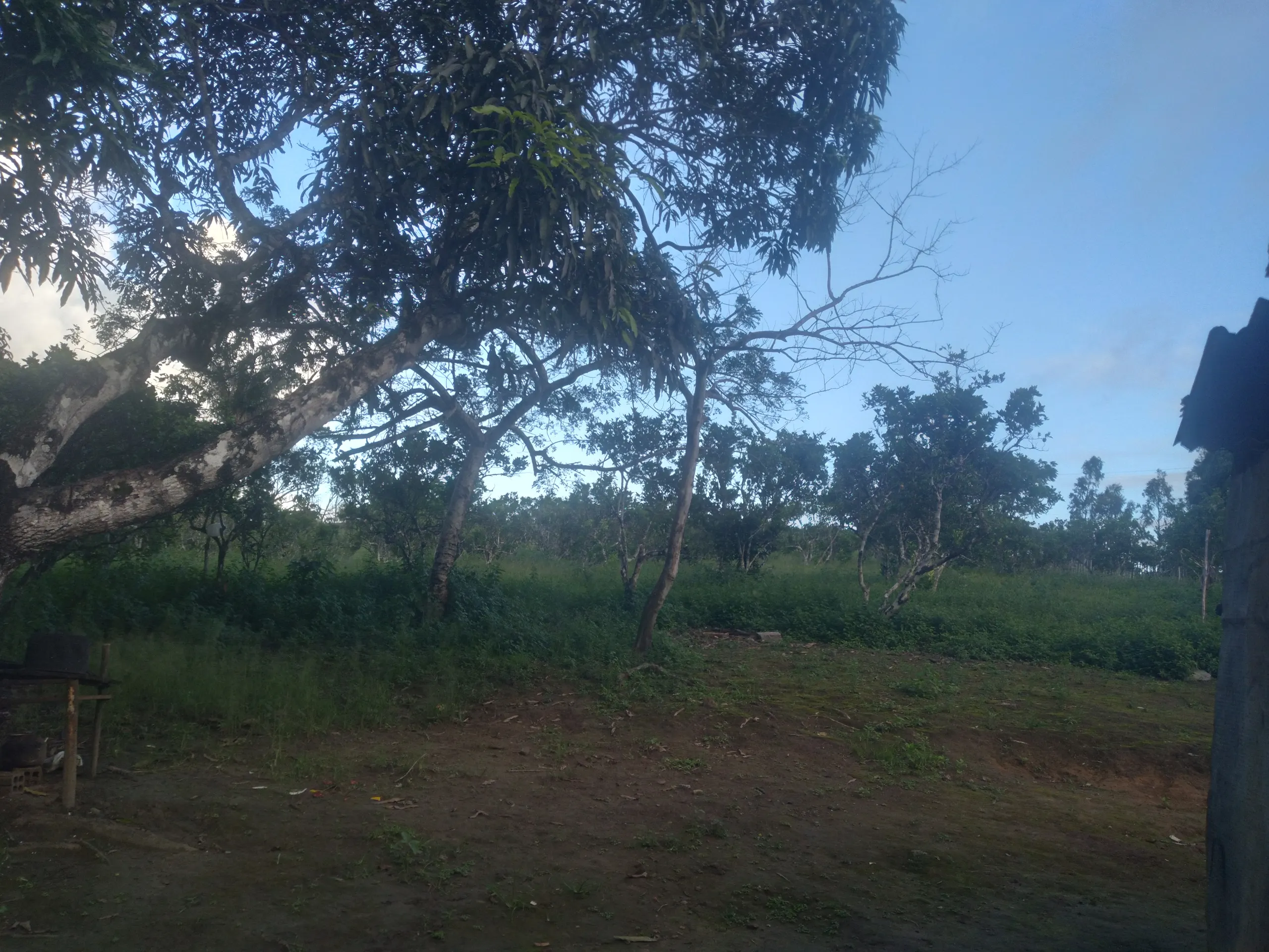 Small farm for sale of 15 acres in Branquinha, AL, Brazil