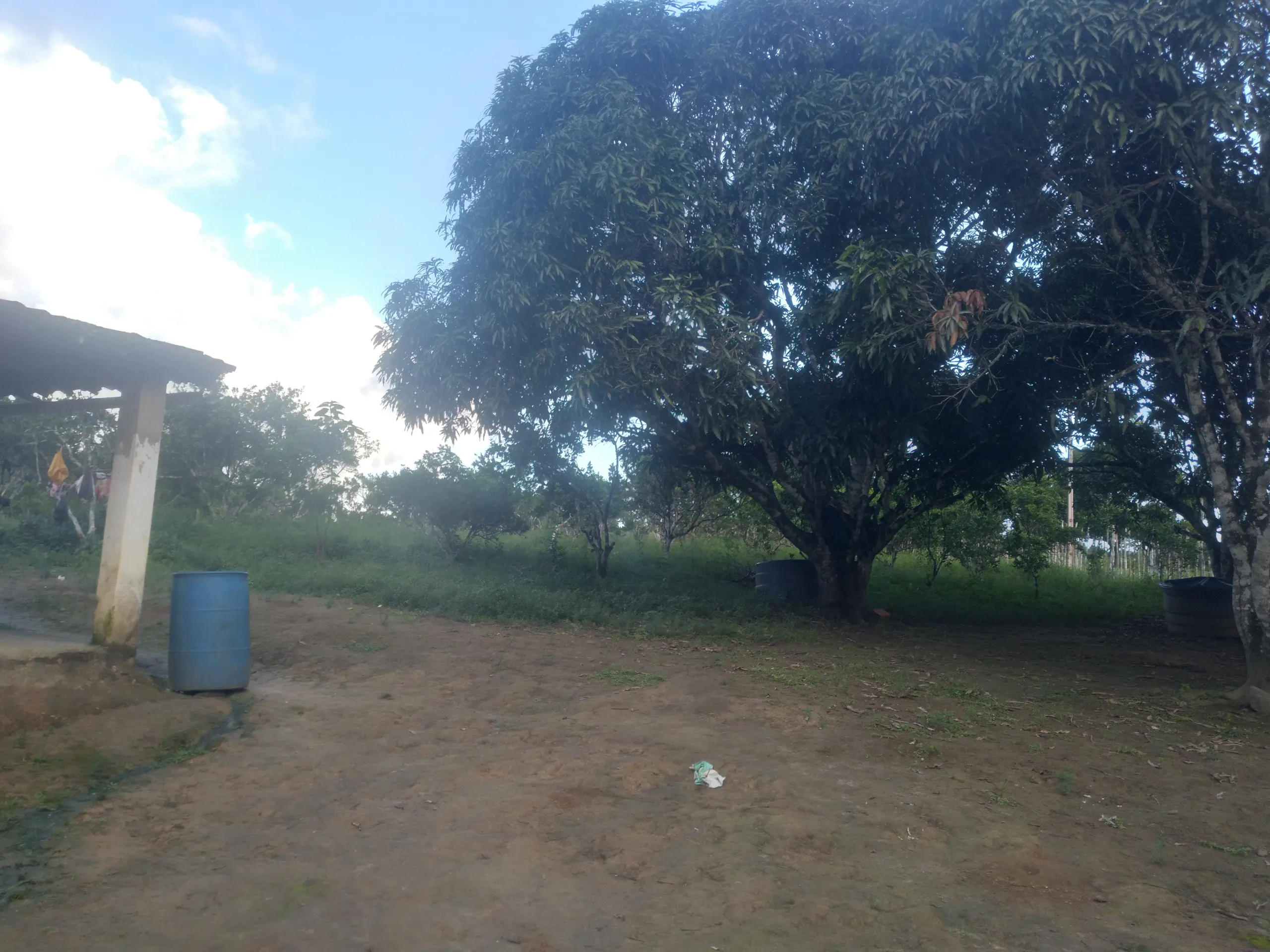 Small farm for sale of 15 acres in Branquinha, AL, Brazil