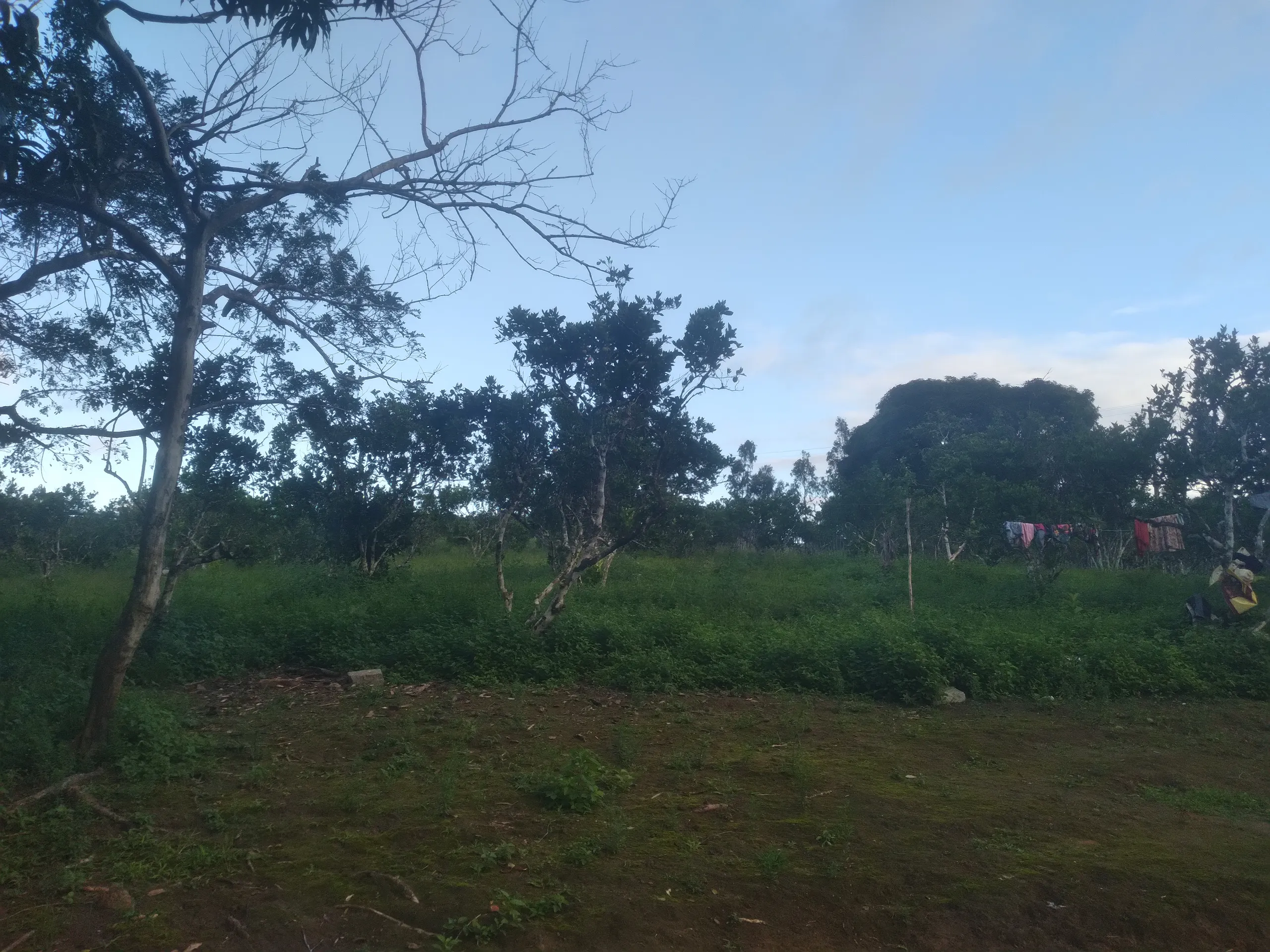Small farm for sale of 15 acres in Branquinha, AL, Brazil