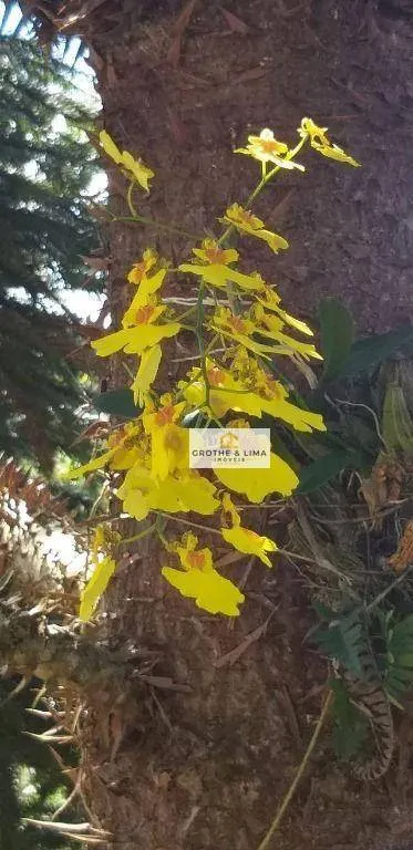 Sítio à venda de 9 ha em Santo Antônio do Pinhal, SP, Brasil