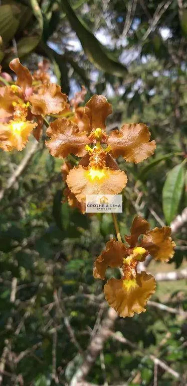 Sítio à venda de 9 ha em Santo Antônio do Pinhal, SP, Brasil
