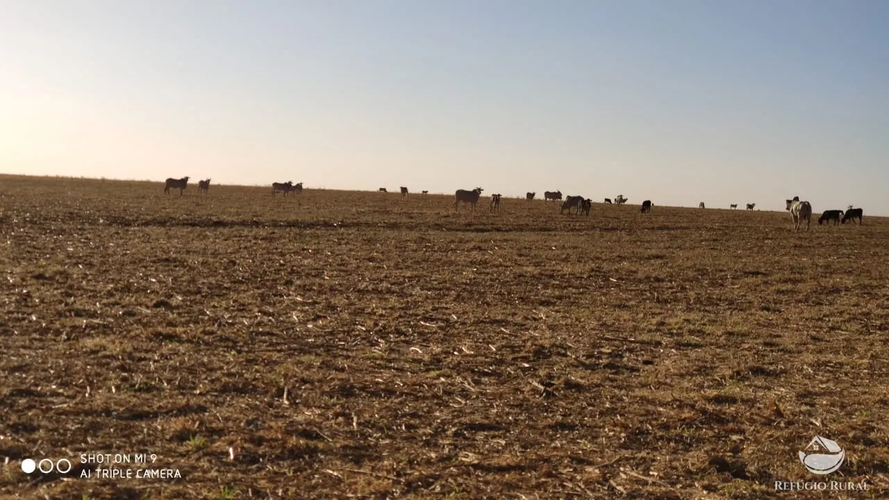 Fazenda à venda de 1.960 ha em Campo Alegre de Goiás, GO, Brasil