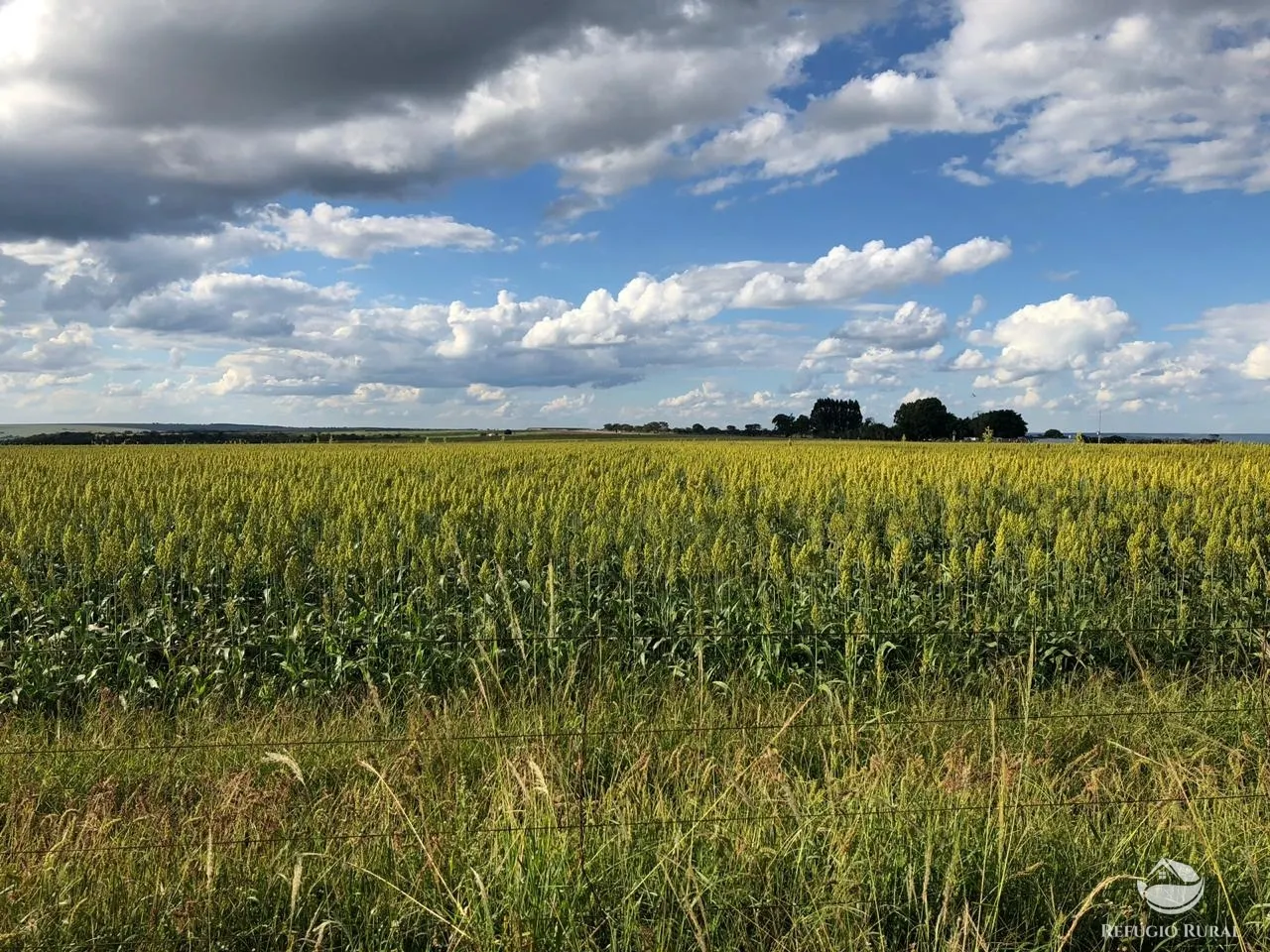 Fazenda à venda de 1.960 ha em Campo Alegre de Goiás, GO, Brasil