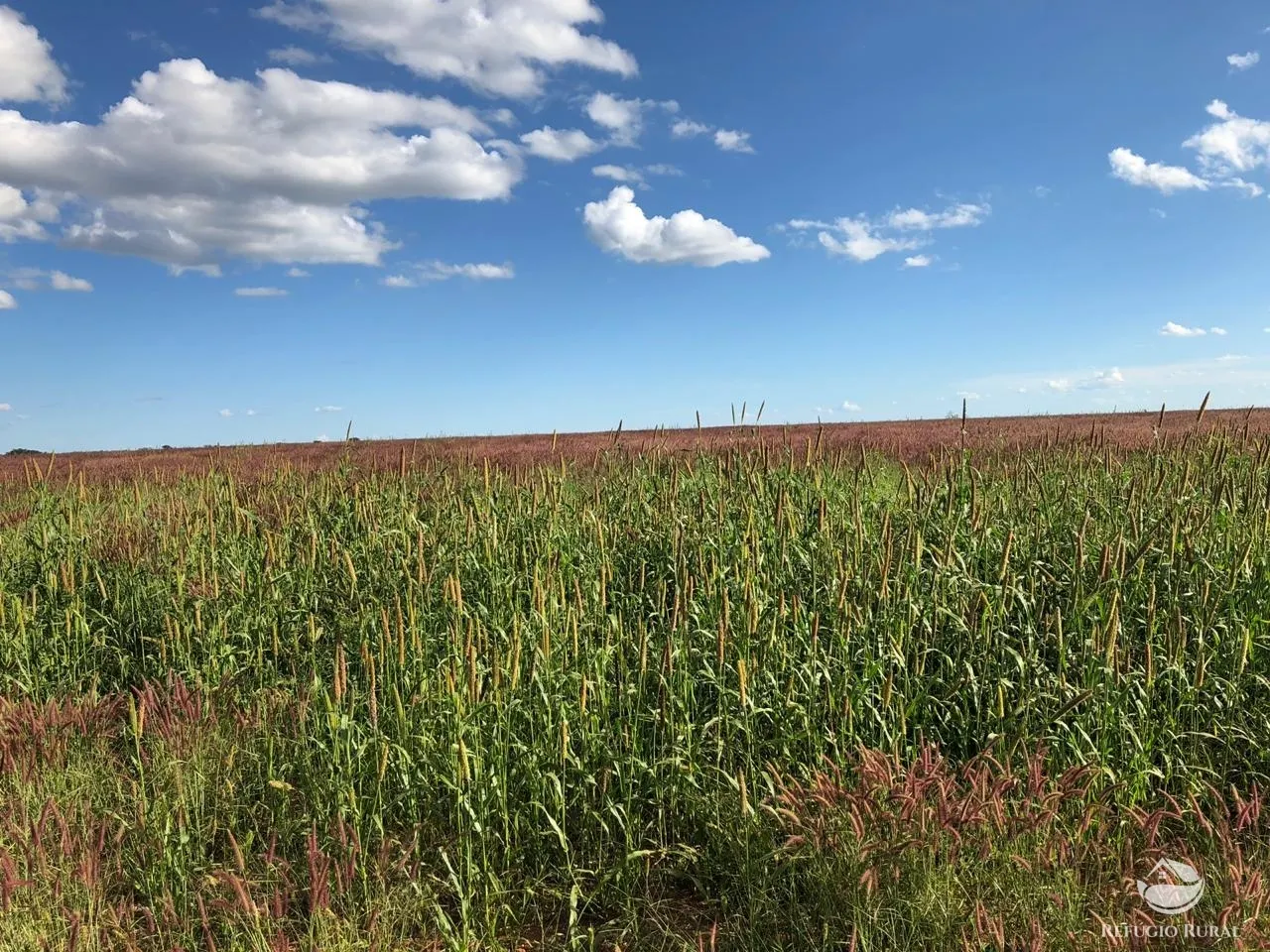 Fazenda à venda de 1.960 ha em Campo Alegre de Goiás, GO, Brasil