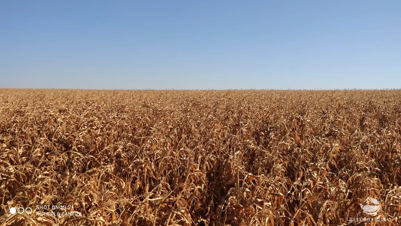 Fazenda à venda de 1.960 ha em Campo Alegre de Goiás, GO, Brasil