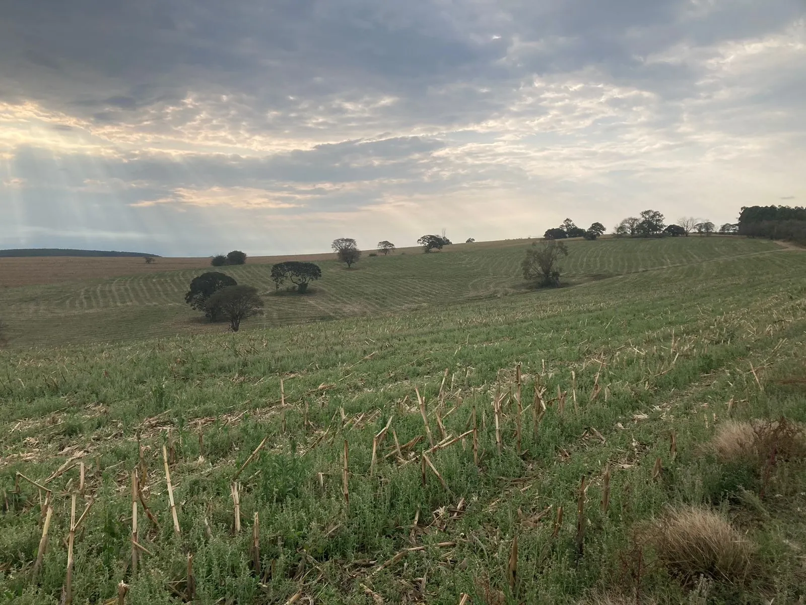 Fazenda à venda de 242 ha em Sorocaba, SP, Brasil