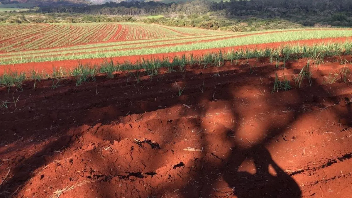 Fazenda à venda de 74 ha em São Carlos, SP, Brasil