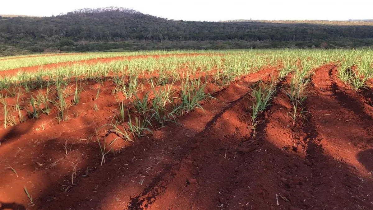 Fazenda à venda de 74 ha em São Carlos, SP, Brasil