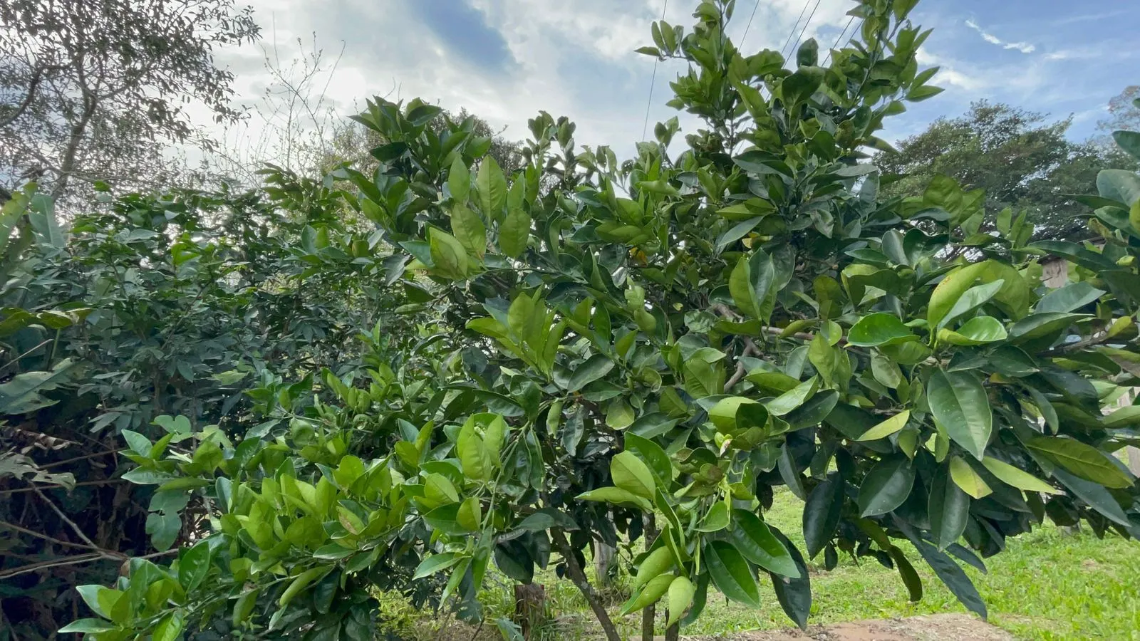 Plot for sale of 625 m² in Santo Antônio da Patrulha, RS, Brazil
