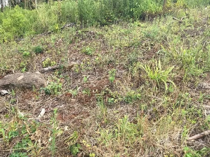 Chácara à venda de 5.300 m² em Rolante, RS, Brasil