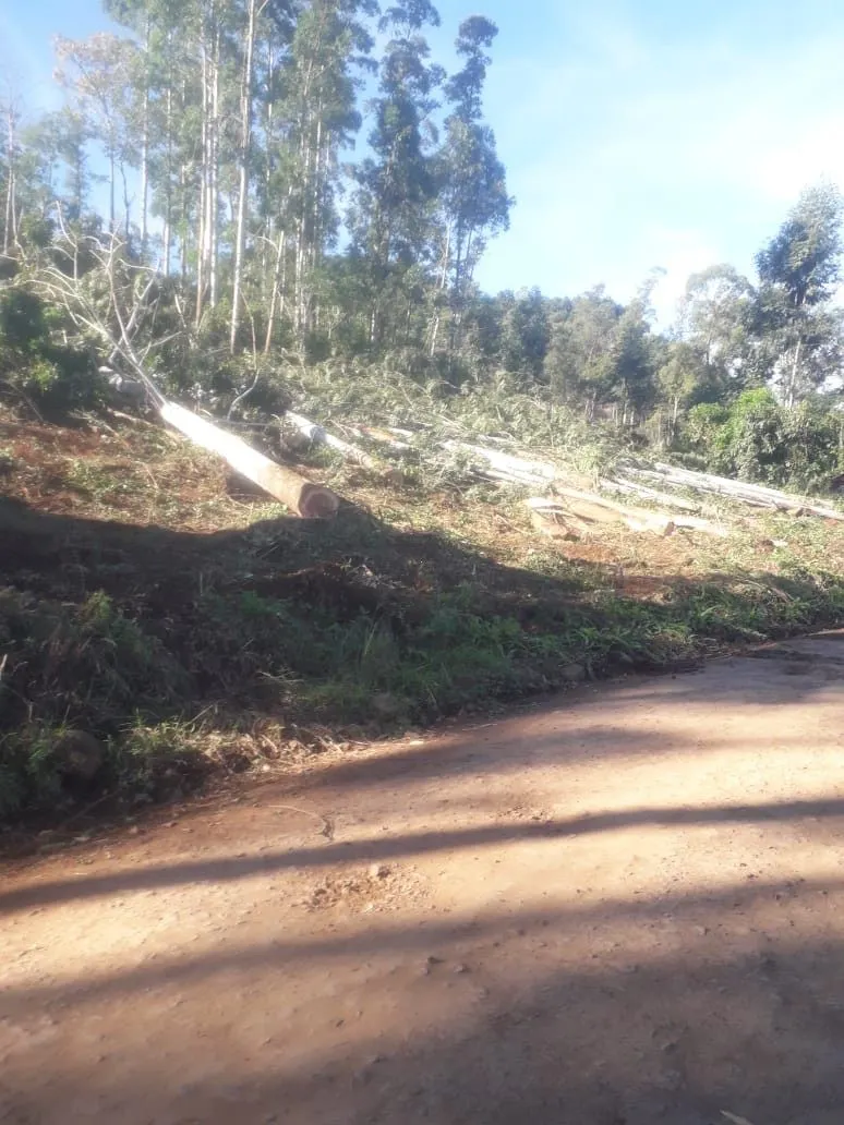 Chácara à venda de 5.300 m² em Rolante, RS, Brasil