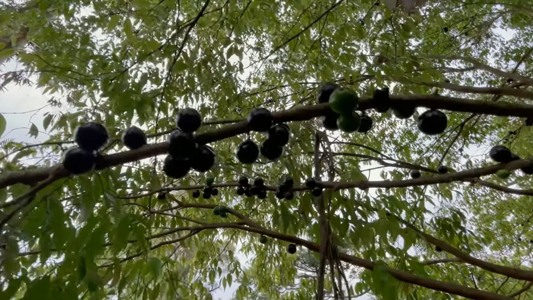 Chácara à venda de 5.300 m² em Rolante, RS, Brasil