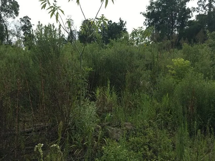 Chácara à venda de 5.300 m² em Rolante, RS, Brasil