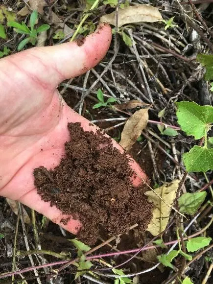 Chácara à venda de 5.300 m² em Rolante, RS, Brasil