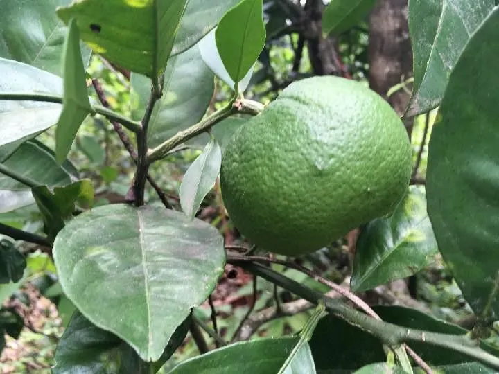 Chácara à venda de 5.300 m² em Rolante, RS, Brasil