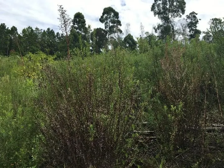 Chácara à venda de 5.300 m² em Rolante, RS, Brasil
