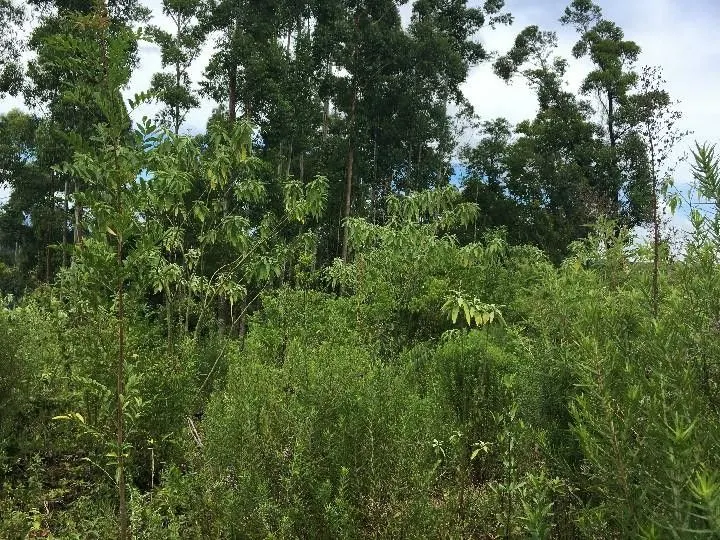 Chácara à venda de 5.300 m² em Rolante, RS, Brasil
