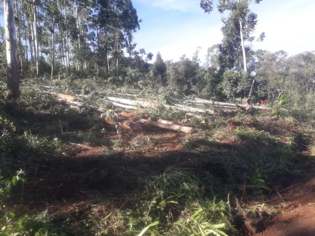 Chácara à venda de 5.300 m² em Rolante, RS, Brasil