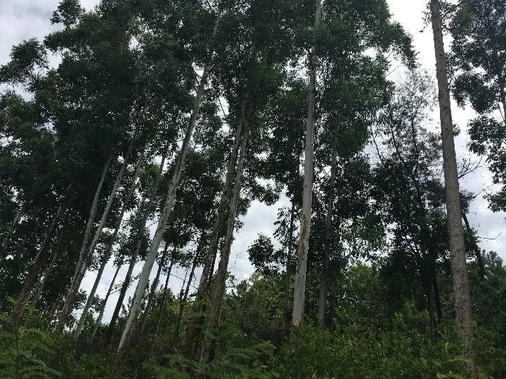 Chácara à venda de 5.300 m² em Rolante, RS, Brasil