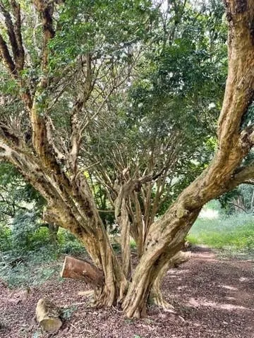 Chácara à venda de 1 ha em Salto de Pirapora, SP, Brasil