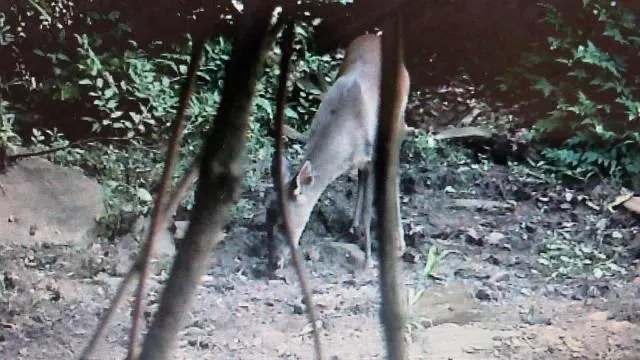 Chácara à venda de 1 ha em Salto de Pirapora, SP, Brasil